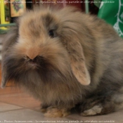 Photo de Lapin