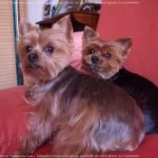 Photo de Yorkshire terrier