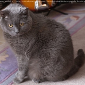 Photo de Chartreux