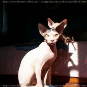 Photo de Sphynx