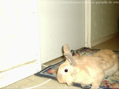 Photo de Lapin