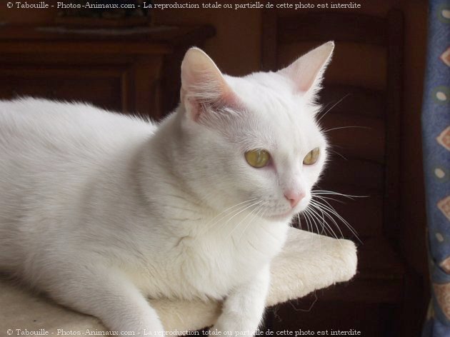 Photo de Chat domestique