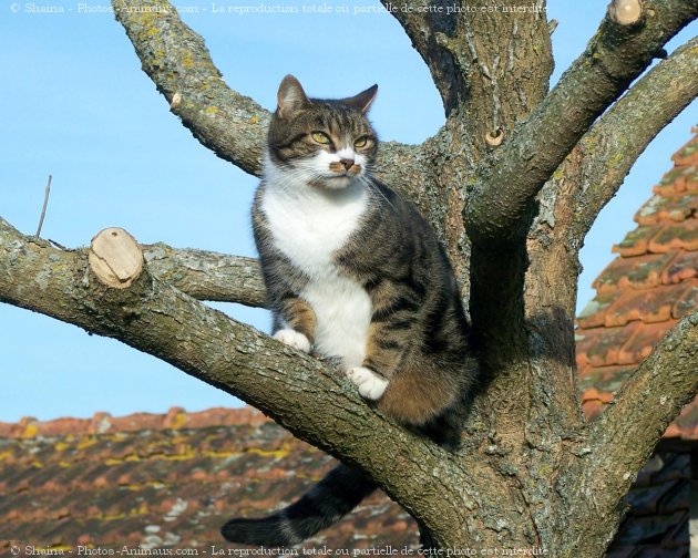 Photo de Chat domestique