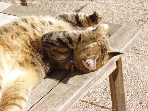 Photo de Chat domestique