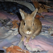 Photo de Lapin