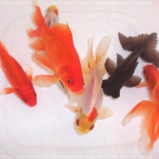 Photo de Poissons rouges