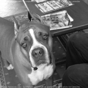 Photo de Boxer