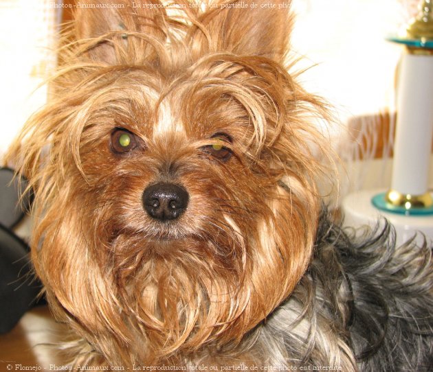 Photo de Yorkshire terrier