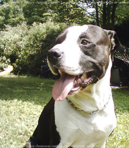 Photo d'American staffordshire terrier