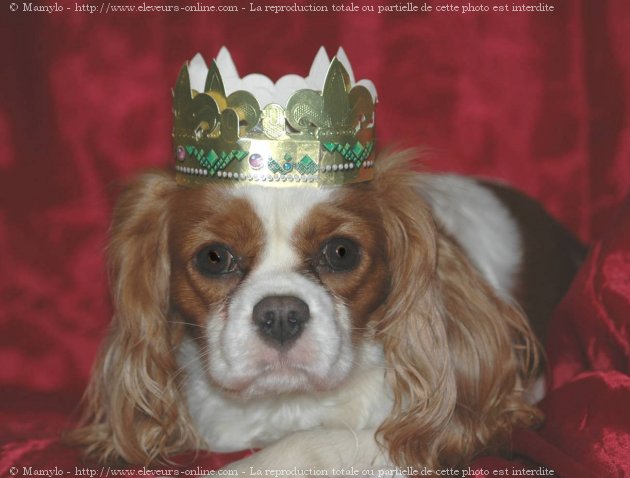 Photo de Cavalier king charles spaniel