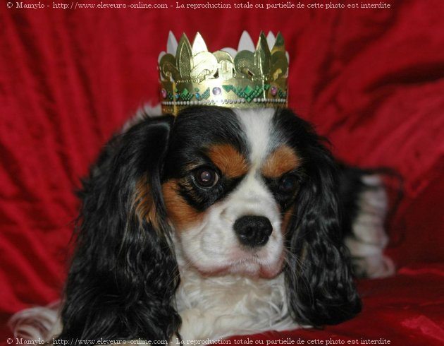 Photo de Cavalier king charles spaniel