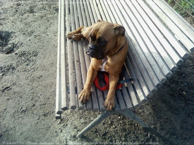 Photo de Boxer