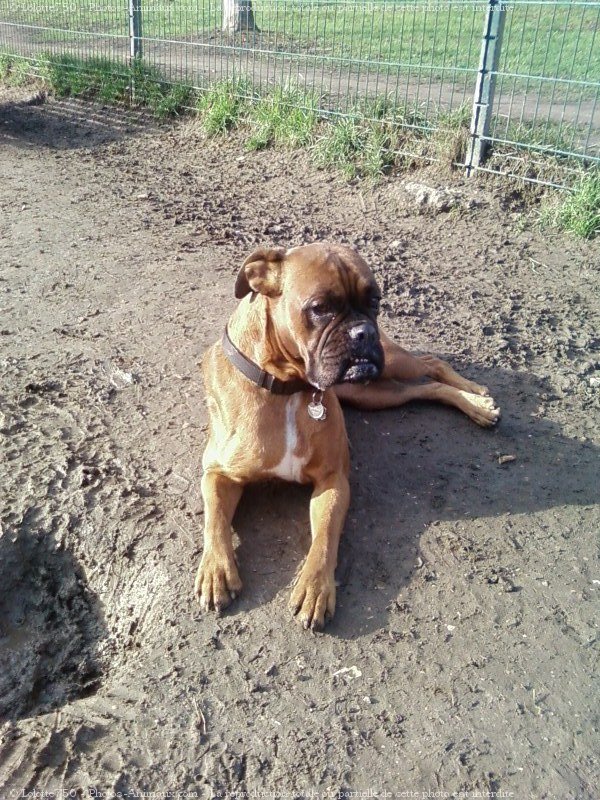 Photo de Boxer