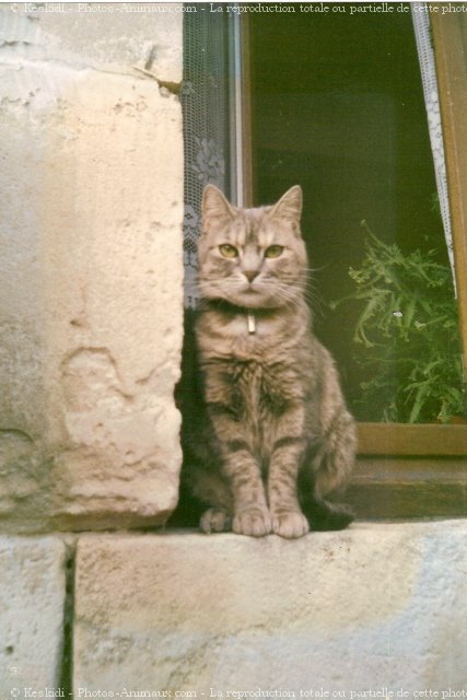 Photo de Chat domestique