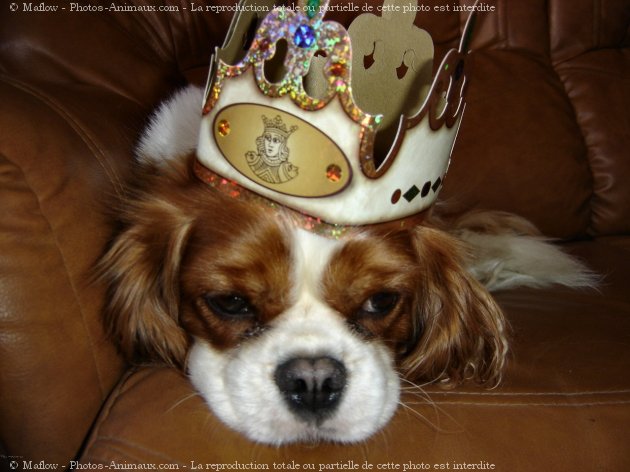 Photo de Cavalier king charles spaniel