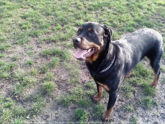 Photo de Rottweiler