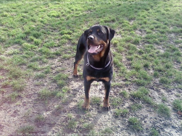 Photo de Rottweiler