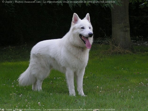 Photo de Berger blanc suisse