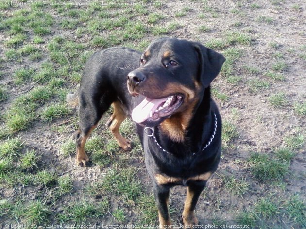 Photo de Rottweiler