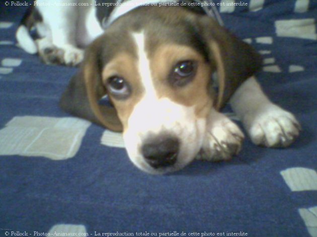 Photo de Beagle