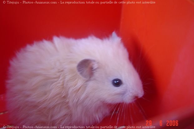 Photo de Hamster