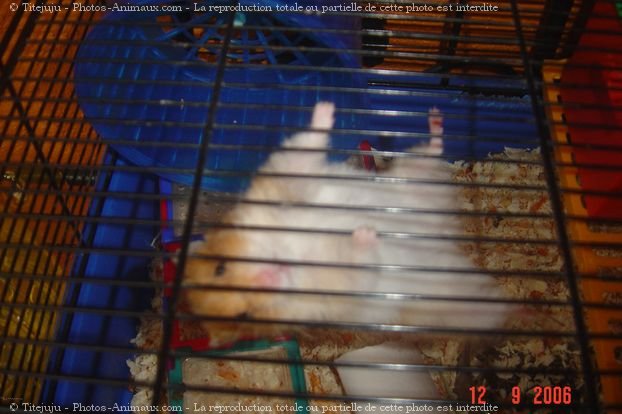 Photo de Hamster