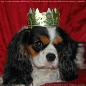 Photo de Cavalier king charles spaniel