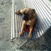 Photo de Boxer