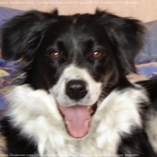 Photo de Border collie