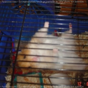 Photo de Hamster