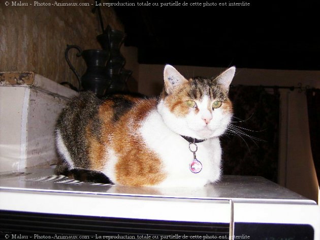 Photo de Chat domestique