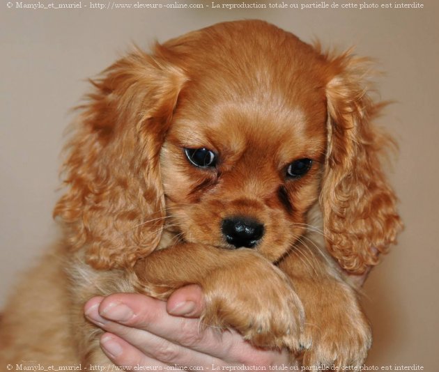 Photo de Cavalier king charles spaniel