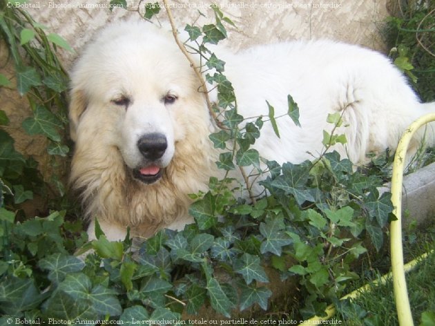 Photo de Chien de montagne des pyrnes