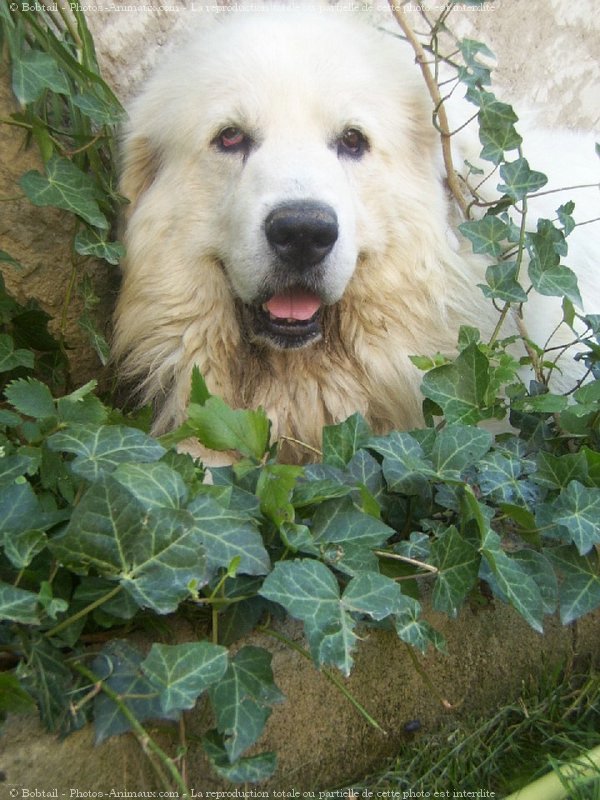 Photo de Chien de montagne des pyrnes