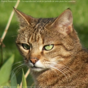 Photo de Chat domestique