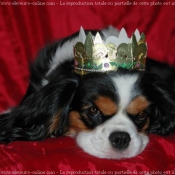 Photo de Cavalier king charles spaniel