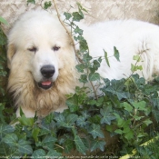 Photo de Chien de montagne des pyrnes