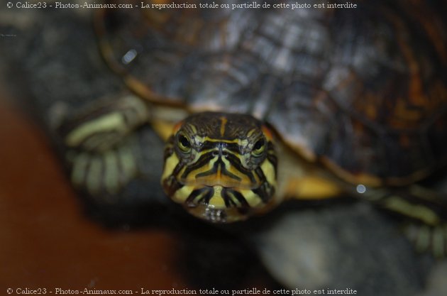 Photo de Tortue