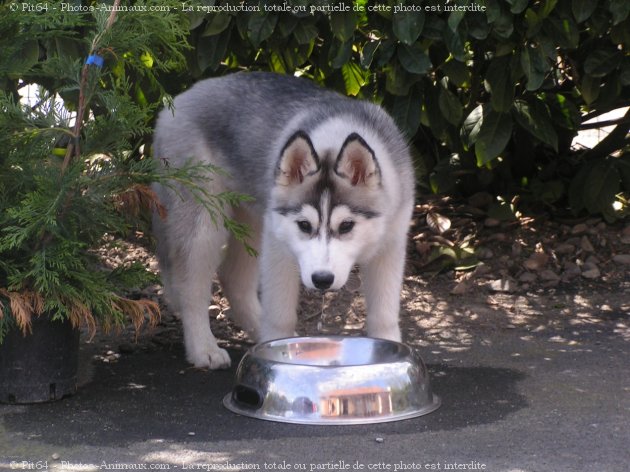 Photo de Husky siberien