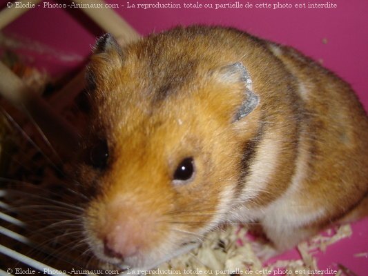 Photo de Hamster