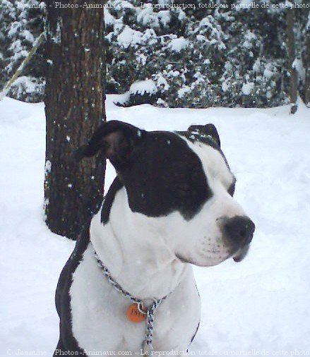 Photo d'American staffordshire terrier