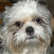 Photo de Shih tzu