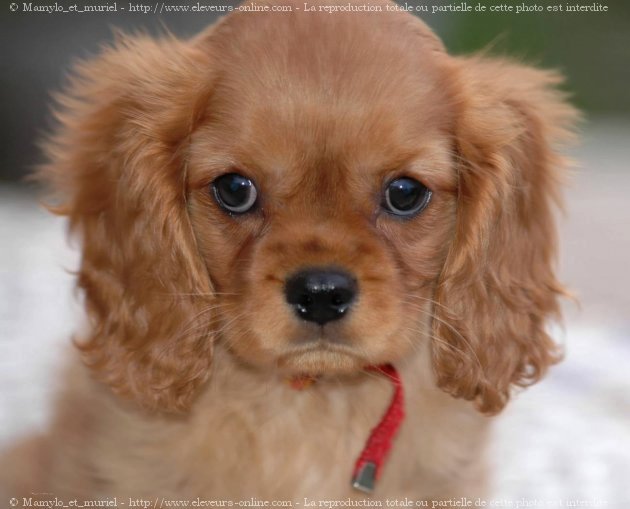 Photo de Cavalier king charles spaniel