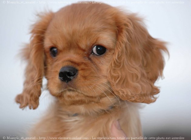 Photo de Cavalier king charles spaniel