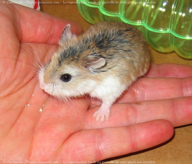 Photo de Hamster