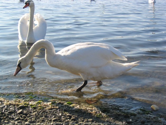 Photo de Cygne