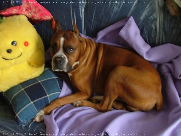 Photo de Boxer