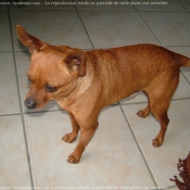 Photo de Pinscher nain