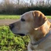 Photo de Labrador retriever