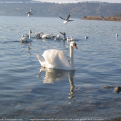 Photo de Cygne